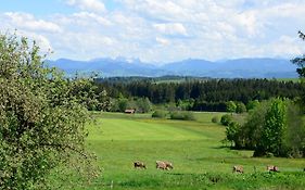 Kuh Heimat - Bergblick - Terrasse